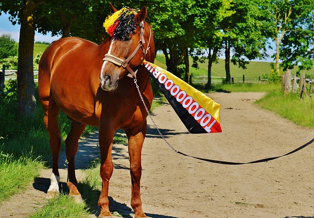在邱贻可的 在邱贻可的